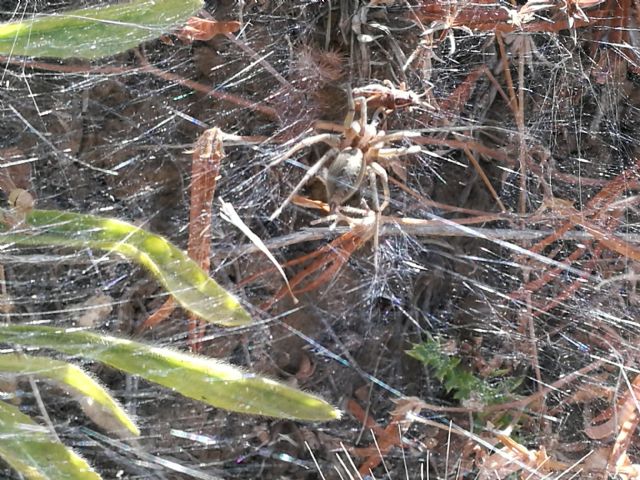 Agelena labyrinthica - prov. PA